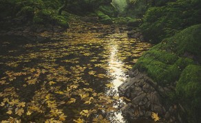 MORNING SONG, 36×24 (available at Greenhouse Gallery)