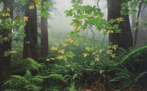 SEQUOIA RAINFOREST, 36×24 (avail. at Greenhouse Gallery)