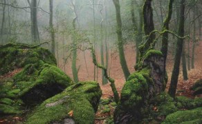 MADRONE MIST, 36×24  (sold)