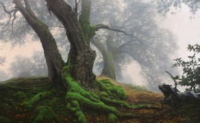 THE APPROACH OF AUTUMN, 24×36  (sold)