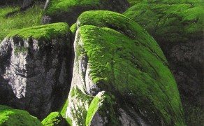 WINTER GREEN, 30×15  (sold)
